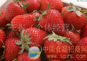 优质新鲜草莓 批发价格 厂家 图片 食品招商网